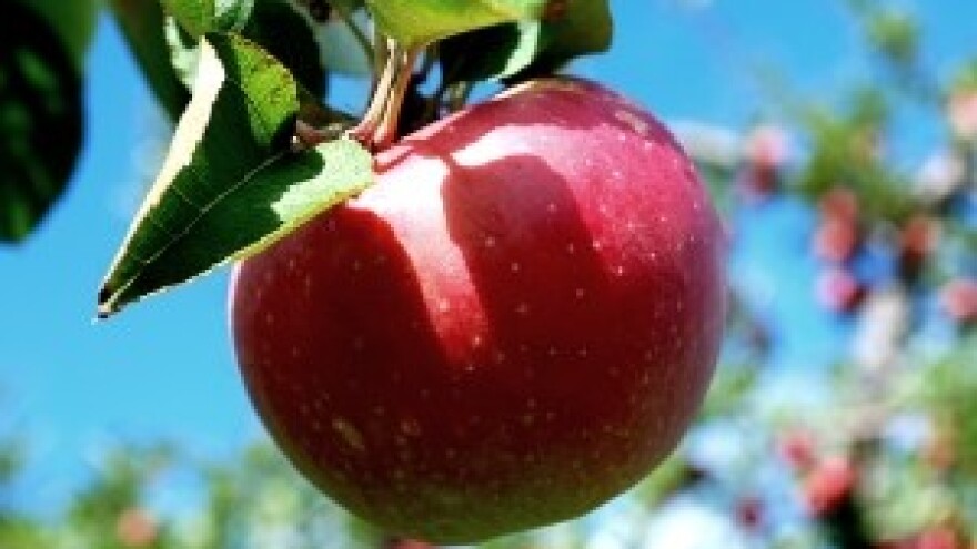 Unatoč krizi jabuke drže istu cijenu ove i sljedeće godine