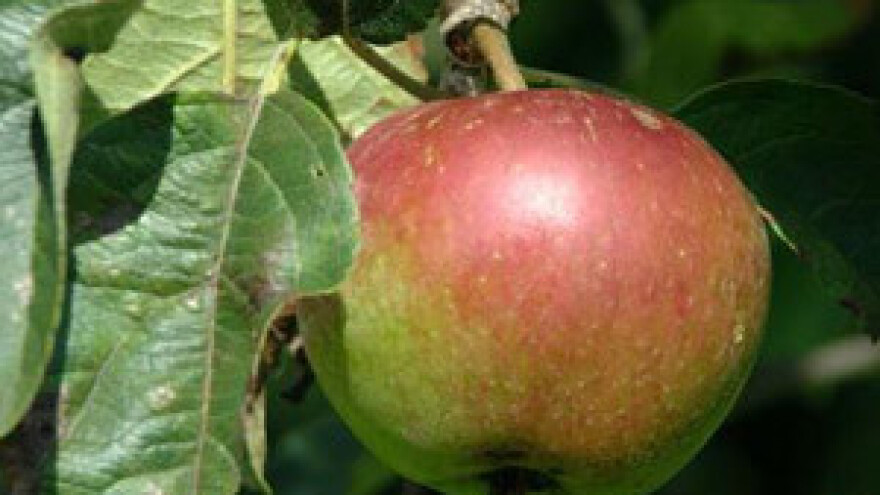 Radionica u sklopu programa JABUKA.NET  2