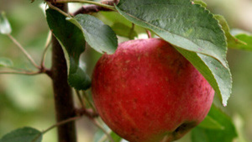 Zbog mraza i suše jabuke će se kupovati na komad