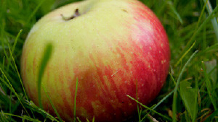 Danas zadnji dan za prijavu za javni natječaj za sufinanciranje troškova otkupa jabuka