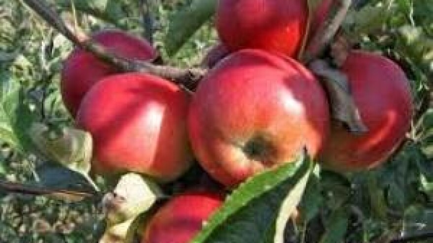 Pred izazovima europskog tržišta