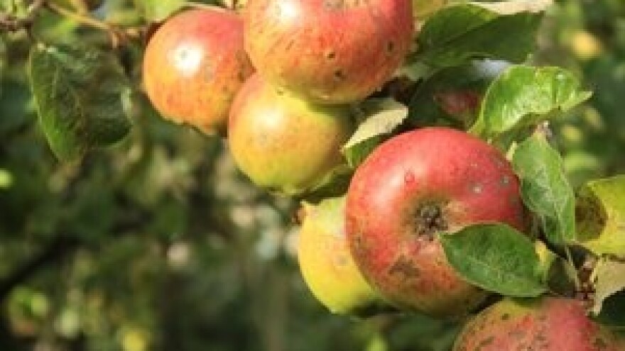 Završna radionica za voćare u sklopu projekta Apple.net 2