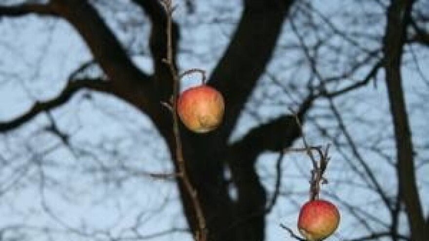 Mjere u zaštiti jabuke i kruške