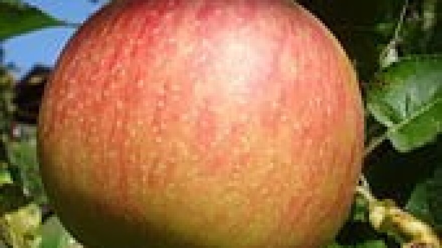 Zaštita jabuka, krušaka i koštičavog voća