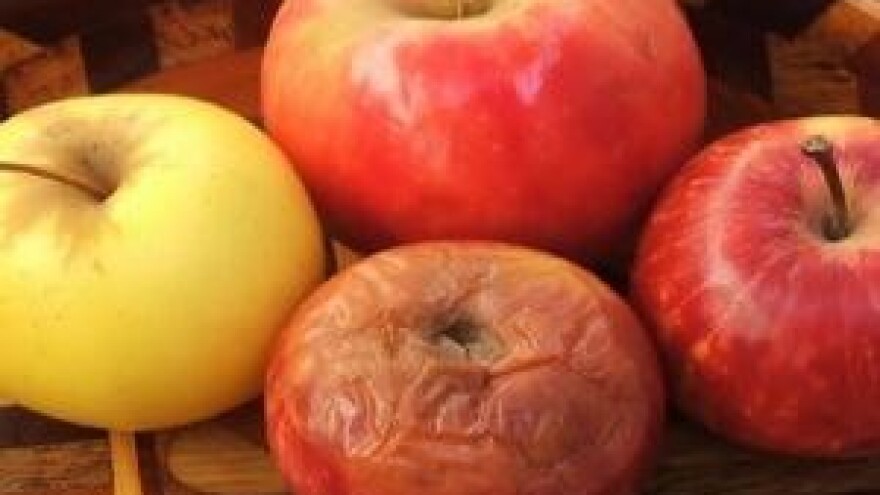 Mjere u zaštiti jabuke