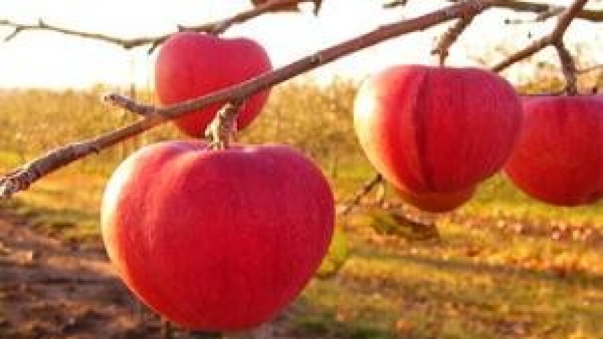 Mjere u zaštiti jabuke i kruške