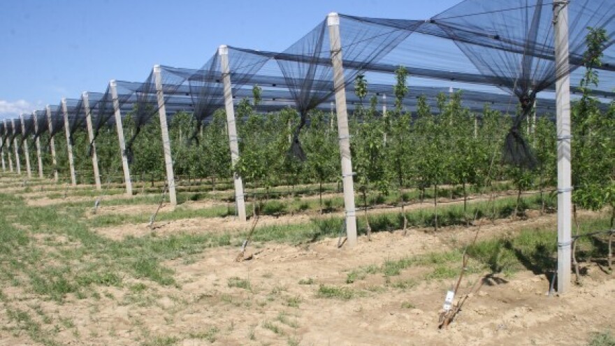 Poljske jabuke ne misle nestati samo tako