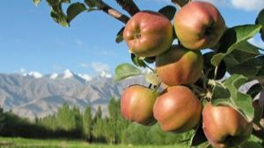 Mjere u zaštiti voćaka