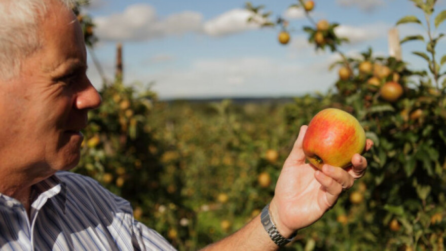 Više cijene za nove sorte Jonagolda, Gale i Fuji-a?