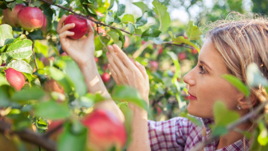 U Evropi više jabuke nego lane