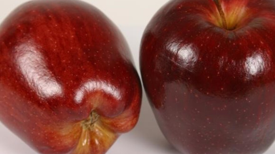 Deseta izložba jabuka u Velikoj Gorici