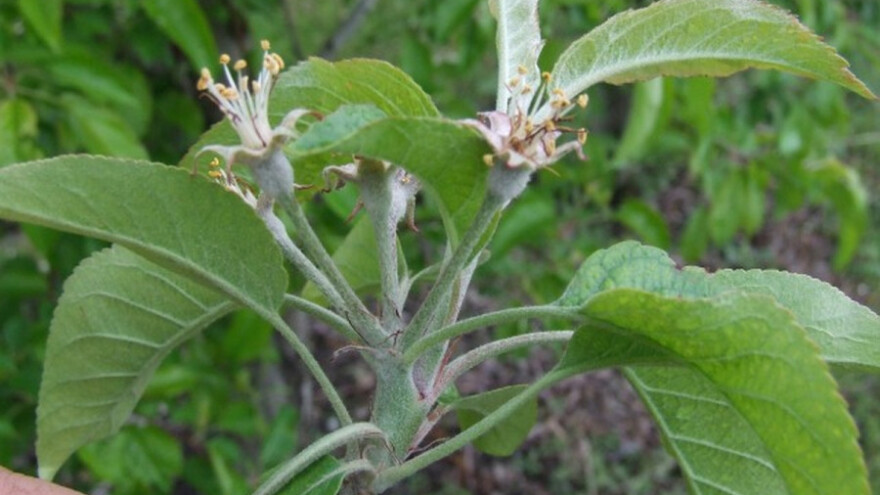 Potrebna zaštita voćnjaka