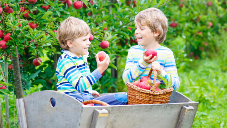 A kako ti pojedeš svoju jabuku?