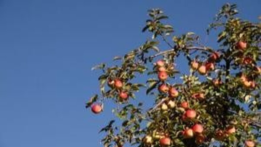 Mjere u zaštiti jabuke