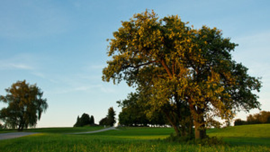 Mjere u zaštiti voćaka