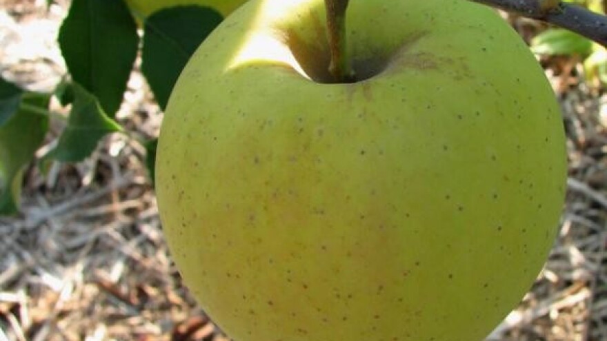 Domaća jabuka ima izvoznu perspektivu