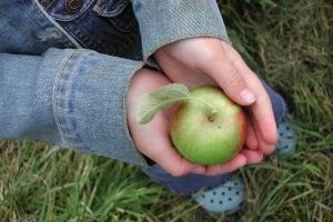 Skupo nam podvaljuju dvije godine stare jabuke iz Poljske