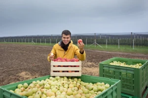 TOP destinacije svetske trgovine jabukama