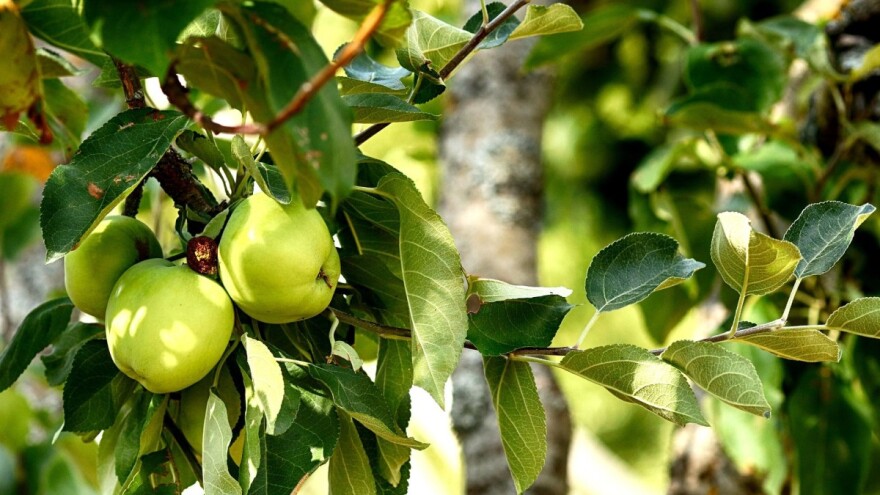 Kako spriječiti pojavu opadanja plodova jabuke?