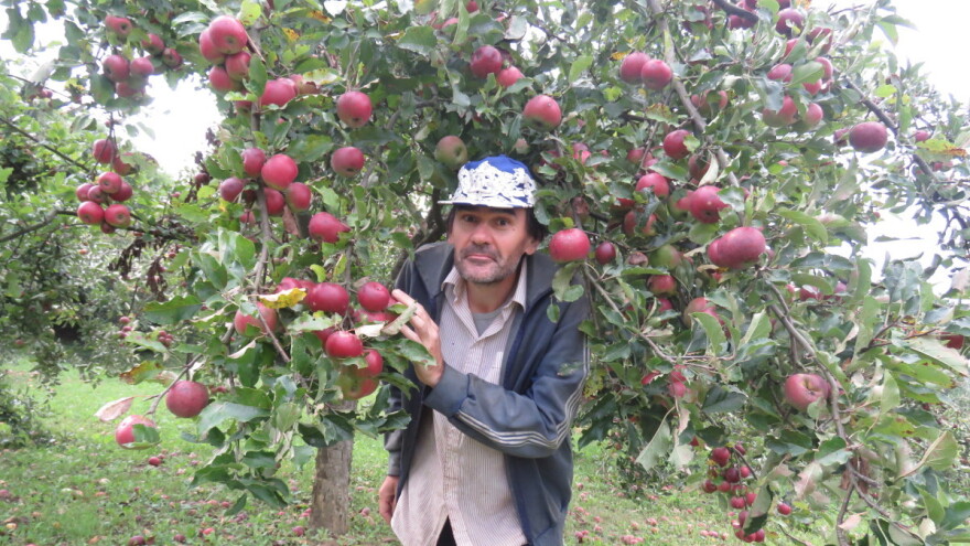 Rekordan urod jabuka: Zasadio stare sorte za porodicu i sad ima problem - kuda s viškom plodova?