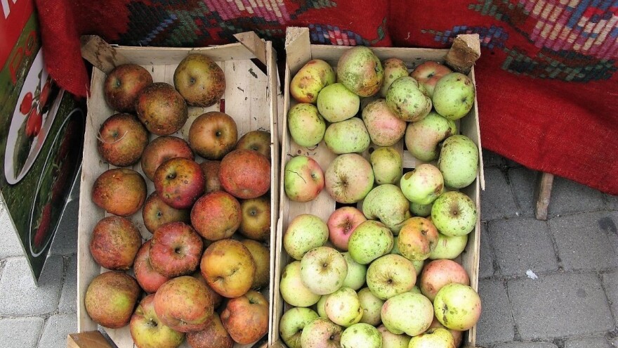 Niska otkupna cena jabuke razočarala voćare