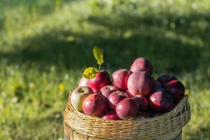U voćnjaku Sinanbegovića kupci sami beru jabuke po simboličnoj cijeni