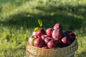 U voćnjaku Sinanbegovića kupci sami beru jabuke po simboličnoj cijeni