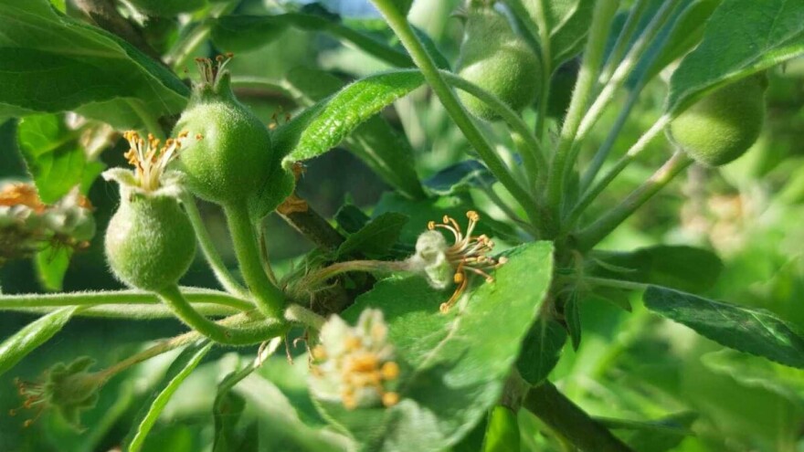 Vlasnici plantažnih zasada jabuka obavezno ovo primijenite prije padavina