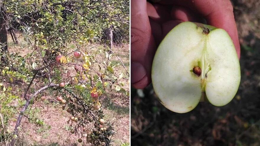 Pričekajte sa berbom jabuka: Plodovi su nezreli, sadrže dosta šećera i nisu za hladnjaču