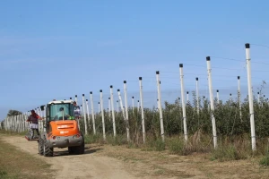 Dok je ulagala milijune eura u eko proizvodnju oraha, Hrvatska izgubila proizvodnju jabuka