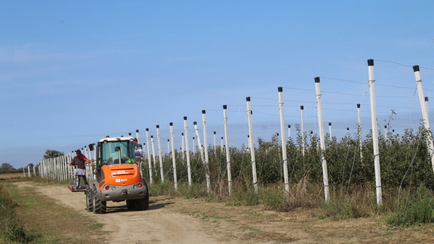 Dok je ulagala milijune eura u eko proizvodnju oraha, Hrvatska izgubila proizvodnju jabuka