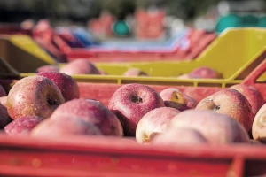 Agro-klaster pokrenuo kampanja "Domaće je naše"