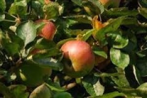 Zaštita nasada jabuka od fuzikladija