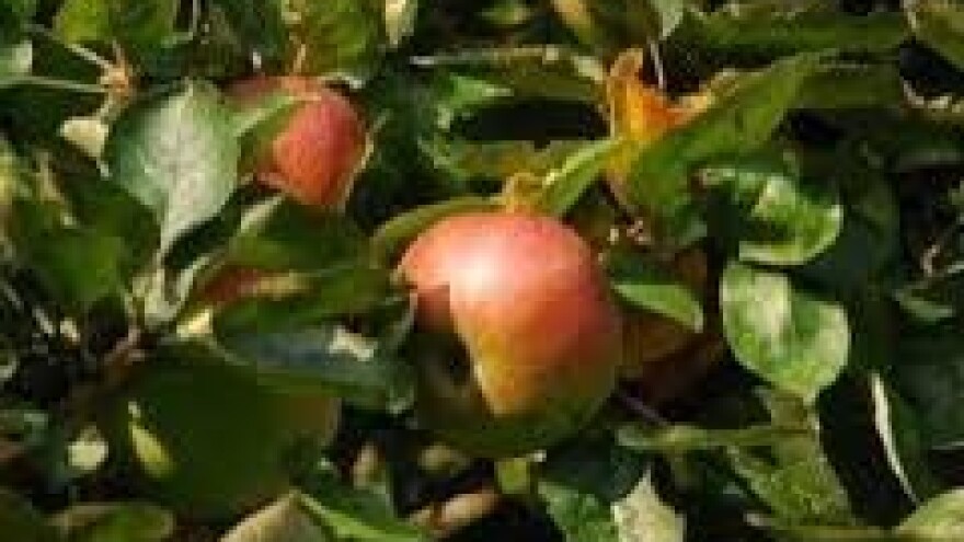 Zaštita nasada jabuka od fuzikladija