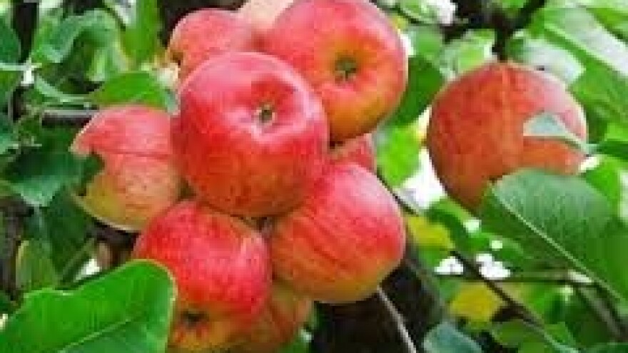 Što s nasadima jabuka nakon tuče?