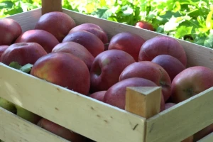 Jabuka 2023: Pojačati agrotehniku, prodati prvi za bolju cenu ili preraditi u "sokiće"