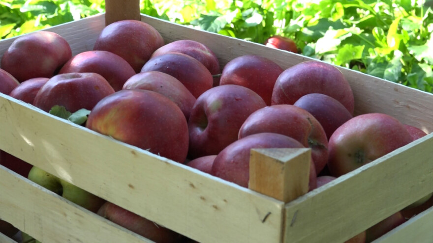 Jabuka 2023: Pojačati agrotehniku, prodati prvi za bolju cenu ili preraditi u "sokiće"