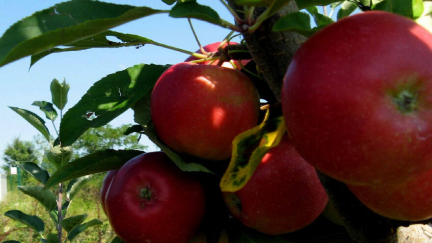 Jabuke u hladnjače, dok se cena ne poveća