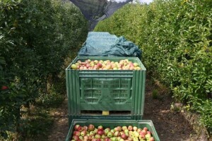 Poslovi u voćnjaku nakon berbe jabuka