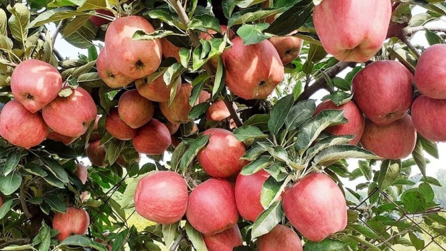 Samo pravilno orezan voćnjak može garantovati uspješnu i rentabilnu proizvodnju jabuke