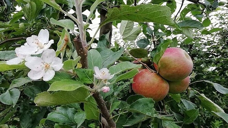 Jesenje cvetanje voćaka