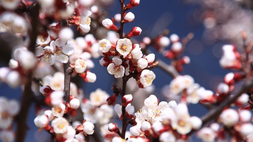 Očekuju dobru berbu i visoke prinose jabuka