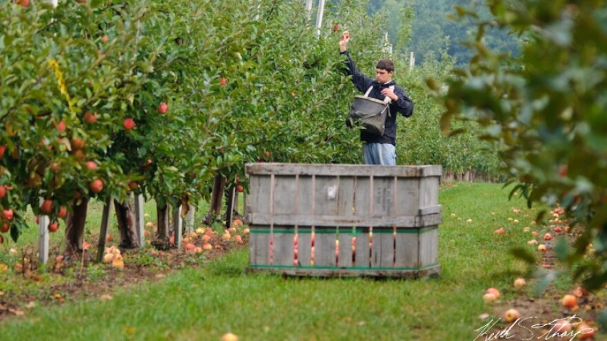 Proizvođačke grupe - zadnji vlak za spas voćara!