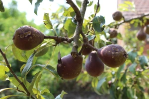 Mijenja se iznos potpore za ublažavanje posljedica prirodnih nepogoda