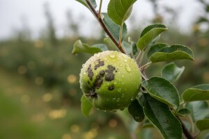 Jabuke i kruške zaštitite od čađave krastavosti i pepelnice