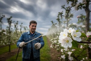 Jabuke i kruške zaštitite od infekcije fuzikladijem