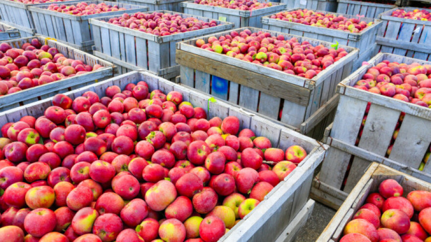 Raste izvoz poljoprivrednih proizvoda u Rusiju