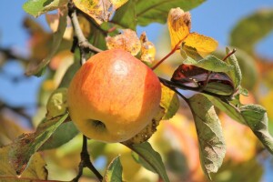 Nakon berbe plodova, vrijeme je za osnovnu gnojidbu voćnjaka i maslinika