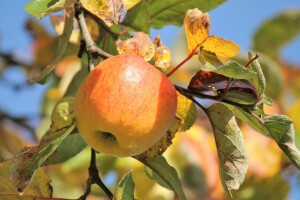 Nakon berbe plodova, vrijeme je za osnovnu gnojidbu voćnjaka i maslinika