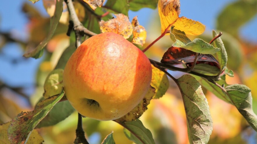 Nakon berbe plodova, vrijeme je za osnovnu gnojidbu voćnjaka i maslinika